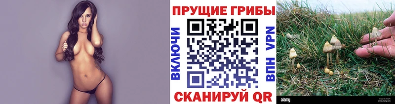 Псилоцибиновые грибы мицелий Инта